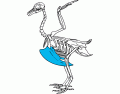 Aves Skeleton 