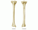 Label the features of the tibia