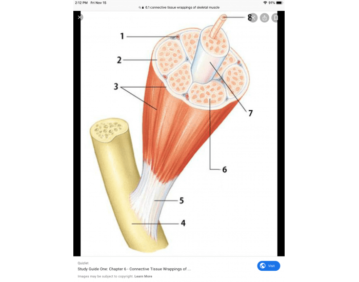 Connective Tissue Wrappings of Skeletal Muscle 6.1 Quiz
