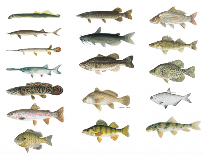 Common Iowa Fish Quiz