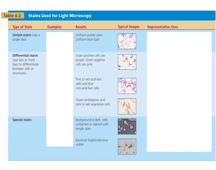Stains Light Microscopy Quiz
