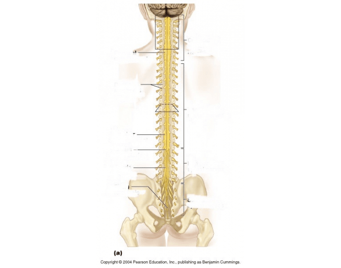 External Anatomy of Spinal Cord Quiz