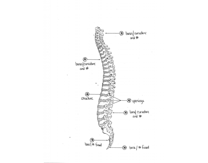 Backbone Activity Backbone Quiz