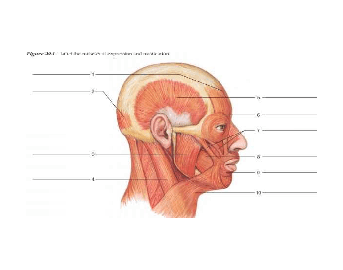 Facial Muscle Worksheet.pdf Facial Muscles Label Quiz