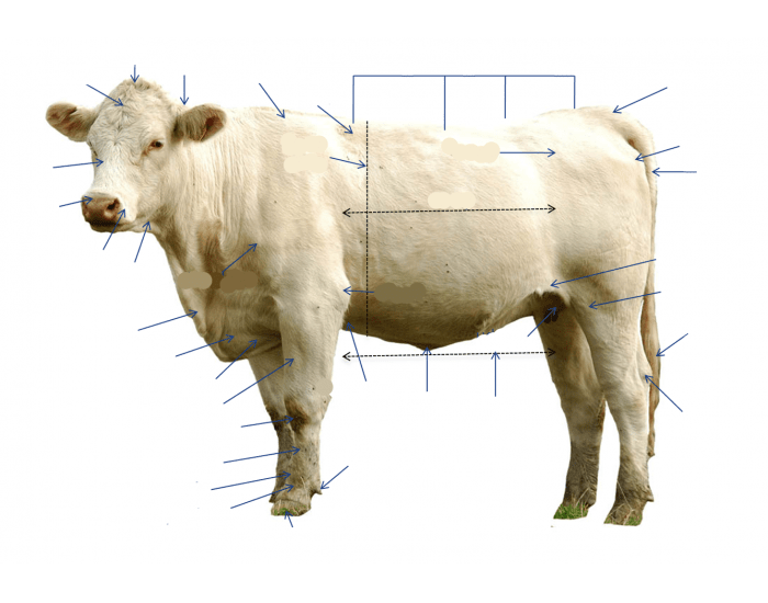 Cattle External Anatomy Quiz