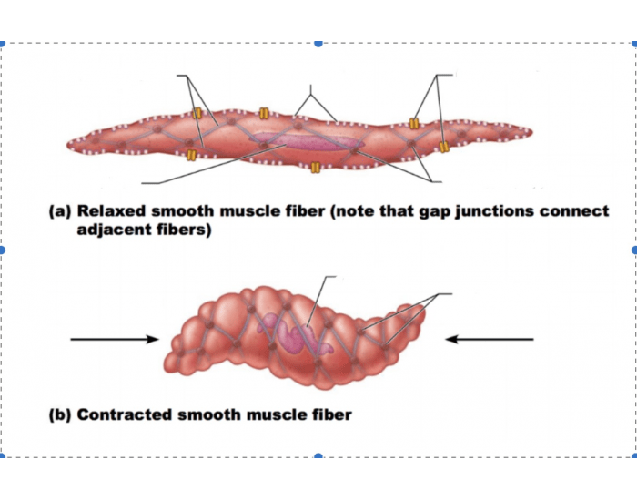 Smooth Muscle Labelling smooth muscle labeling Quiz