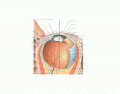 the Human Eye