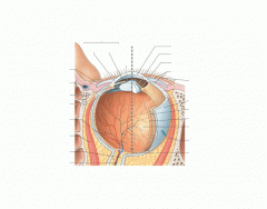 the Human Eye
