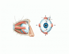 Extrinsic Muscles of the Eye