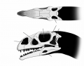 Prosauropod Skull Anatomy
