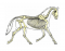 horse skeletal system