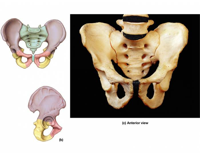 Human Pelvic Anatomy Quiz Biology Diagrams