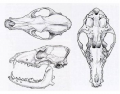 Canis skull bones