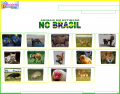Endangered species in Brazil