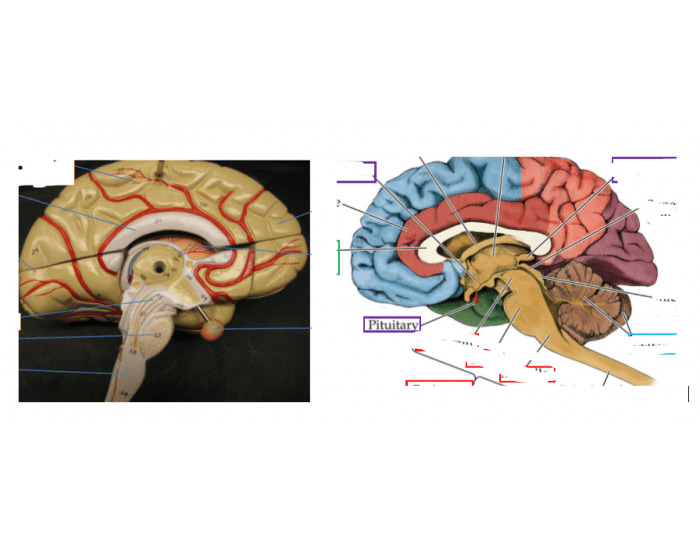 brain model practical Quiz