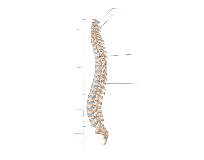 Spine Label Math Label the Spine Quiz