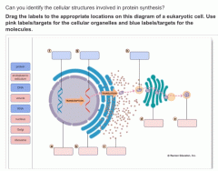 Organelles inn Protein Synthesis