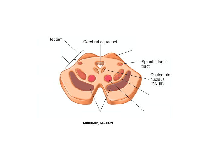 midbrain cross section