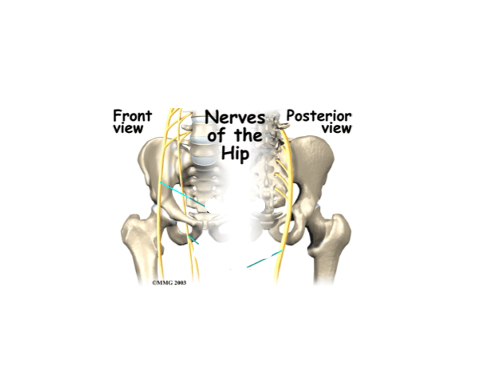 Nerves of the hip Quiz