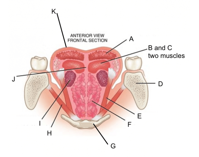 tongue muscles anatomy