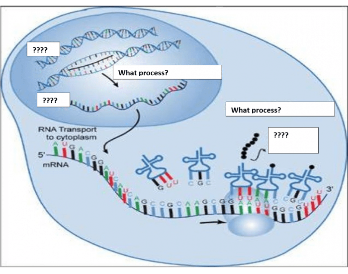 protein synthesis diagram labeled