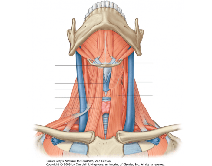Longitudinal Strap Muscle Examples Strap muscles Quiz
