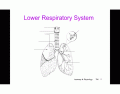 Lower respiratory system
