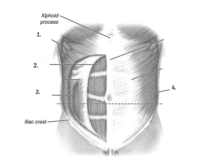 Abdominal Diagram Quiz Biology Diagrams