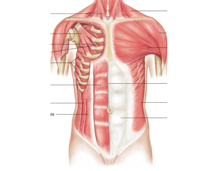 Front Rib Cage Muscles Rib Cage Muscles Labeling Game