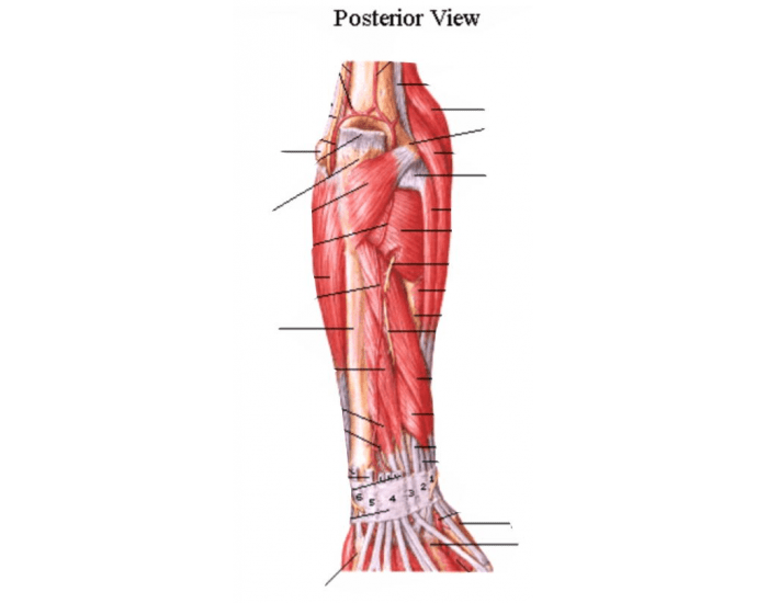 Posterior Elbow Shell Posterior Elbow Anatomy: DHS Sports Medicine Quiz