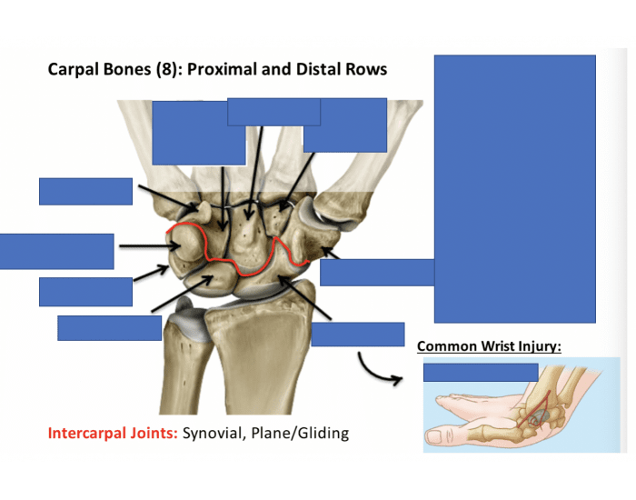Carpal Rows Carpal Bones: Proximal & Distal Rows Quiz