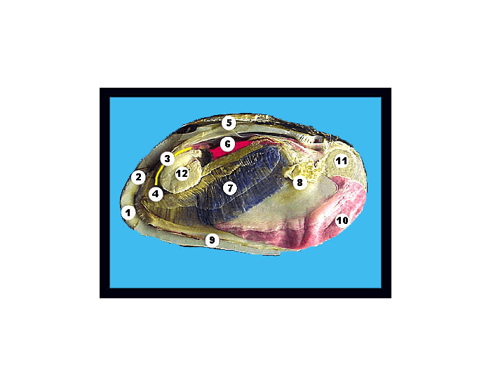 Internal Clam Anatomy — Printable Worksheet