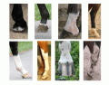 Horse Leg Markings