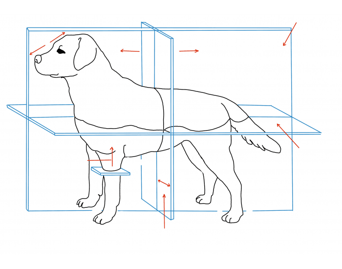 Dog Body Project Dog Body Planes — Printable Worksheet