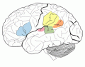 Brain Specific Areas to Recognize
