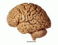 Major Brodman Areas (Neuroanatomy)