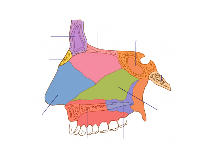 Nasal Septum Anatomy Quiz Biology Diagrams