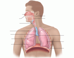 Major Respiratory Organs