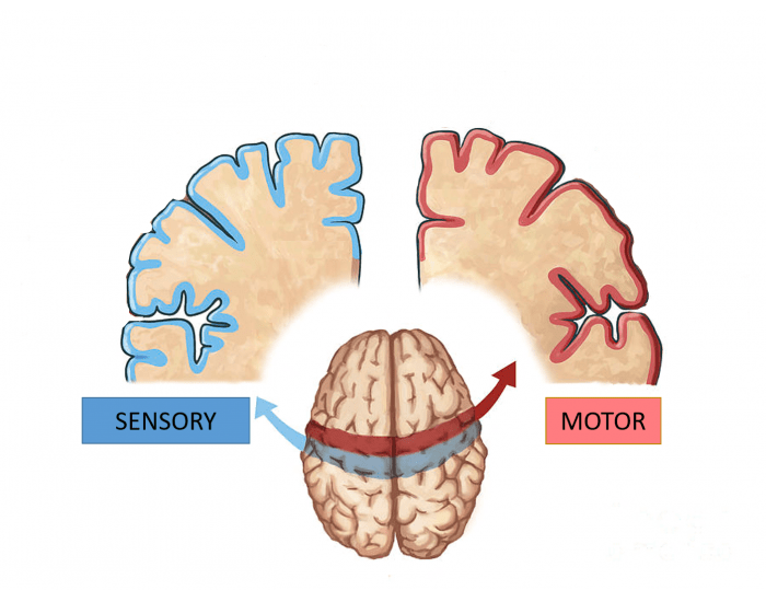 Homunculus Worksheet Homunculus (Neuroanatomy) — Printable Worksheet