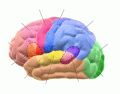 Motor and Sensory Regions of the Cerebral Cortex