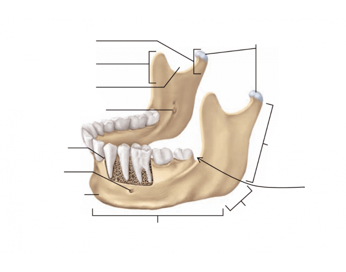 mandible bone unlabeled