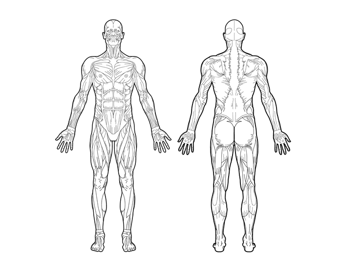 Full Body Muscle Printable Worksheet