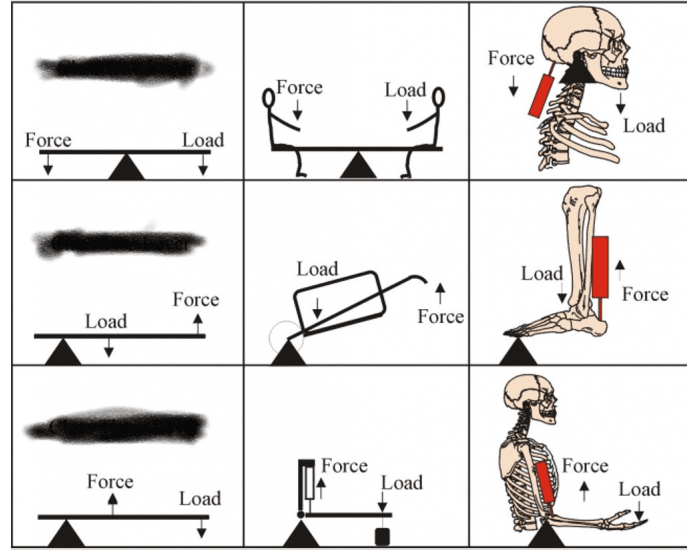 force load of a bone sgu anatomy Quiz