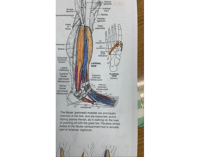 lateral leg Quiz