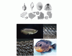 External Anatomy: Fish Scale Types
