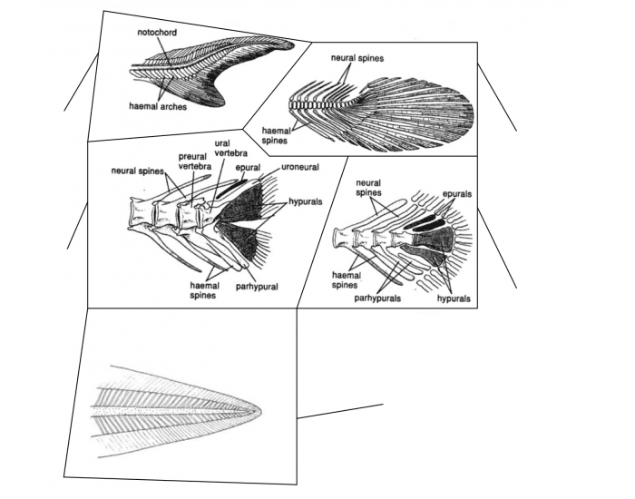 Fin Bone Structure External Anatomy: Caudal Fin structure type Quiz