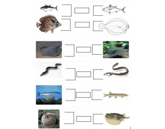 High School Fish Shape Worksheet.pdf External Anatomy: Fish Body Shape — Printable Worksheet