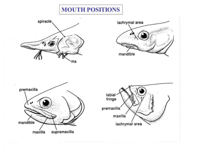 Fish Mouth Positions Quiz