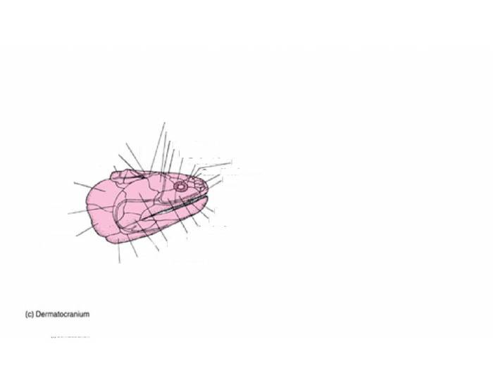 Dermocranium Fish Fish dermatocranium — Printable Worksheet