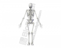 Comfrey Skeleton
